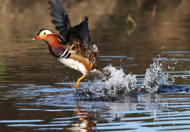 Mandarin Duck