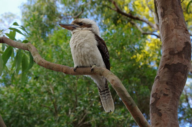 Kookaburra at West Head (11) VB.JPG