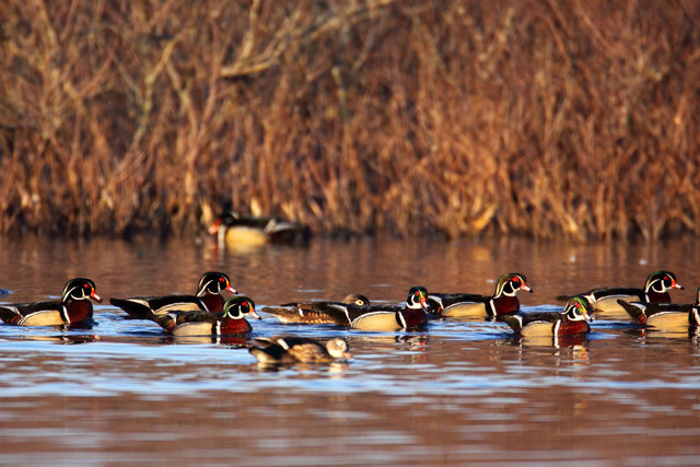 Wood Ducks, southern Ohio