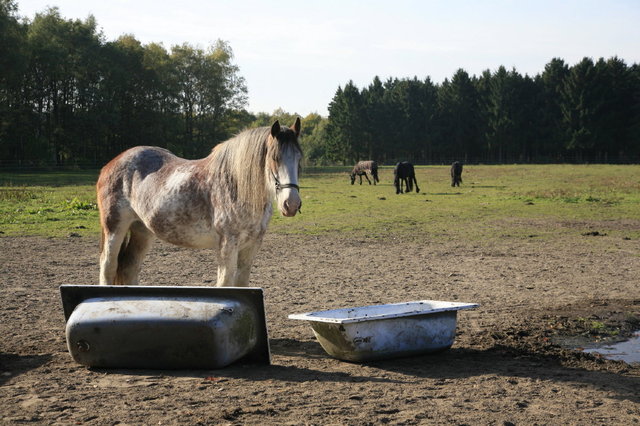 hobby paarden