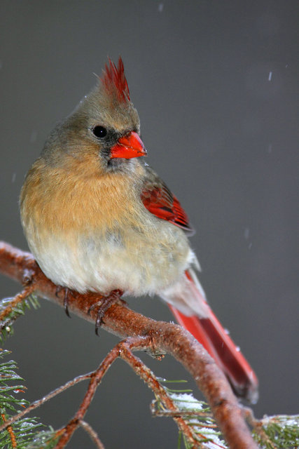 Northern Cardinal (female), winter, Ohio