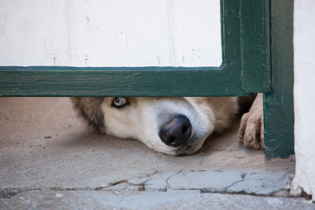 Neighbor Dog