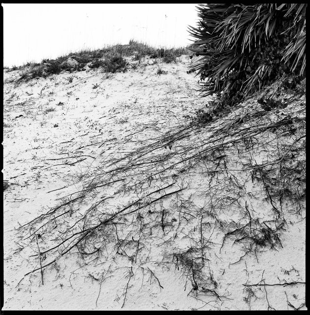 Secondary Dunes, South Cut Beach