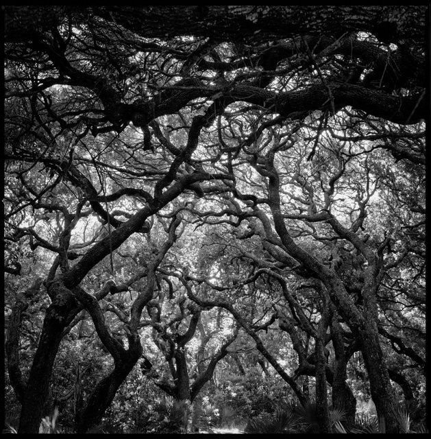 Maritime Forest at Little Greyfield