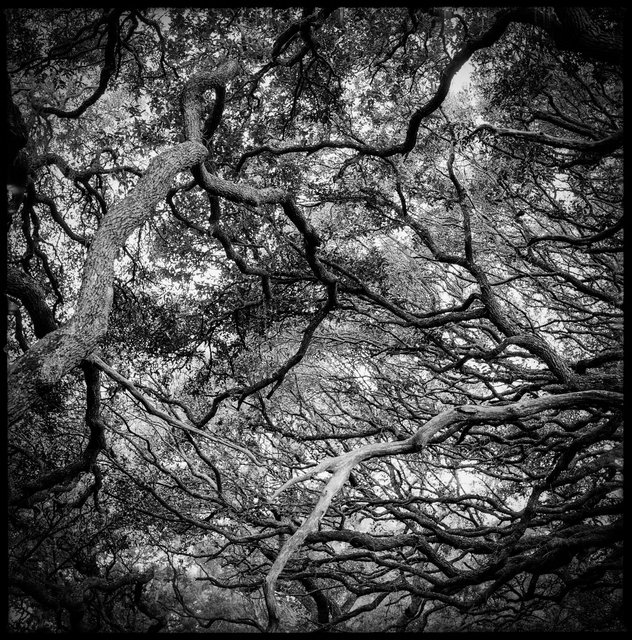 Maritime Forest, North End