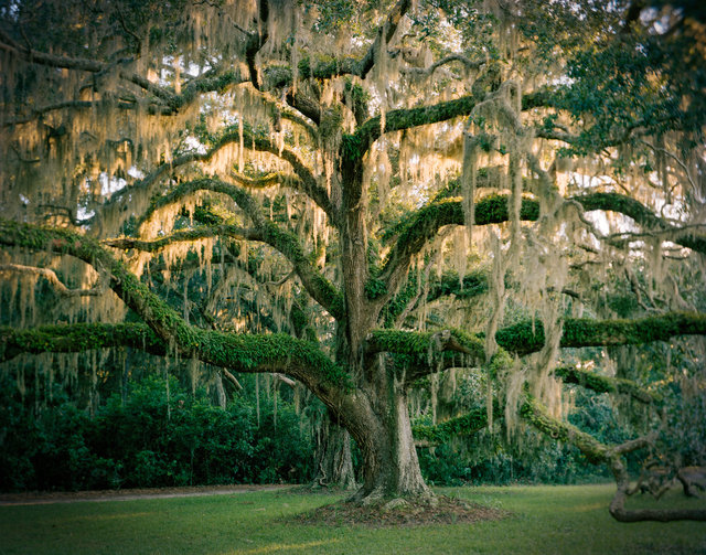 Live Oak and Resurrection Fern, Plum Orchard