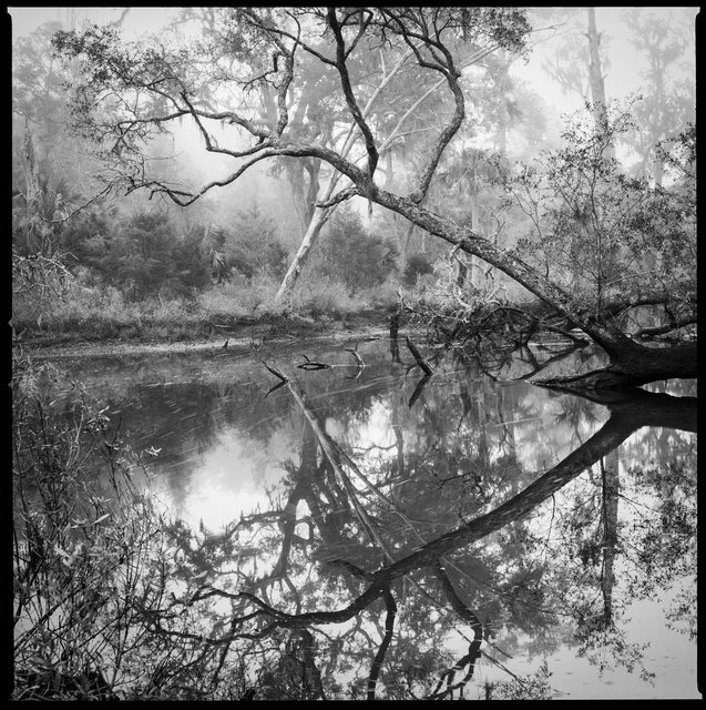 White Branch Tidal Creek, Wilderness Area