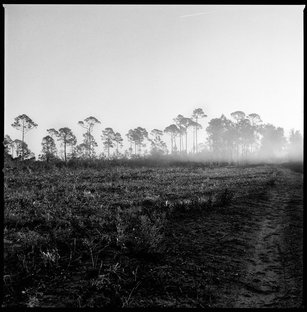 Longleaf Pines and Fog on Horizon, North Cut Road