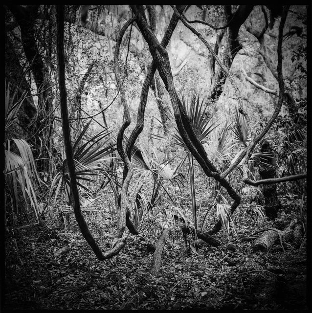 Maritime Forest, near Dungeness Cemetery
