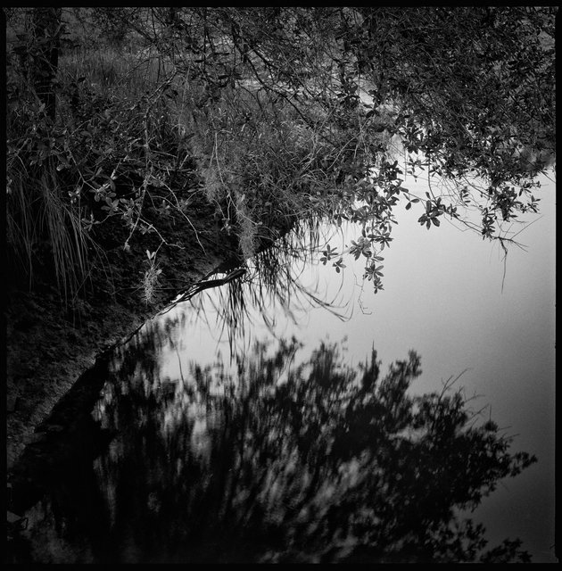 Tidal Pond, South Cut Trail