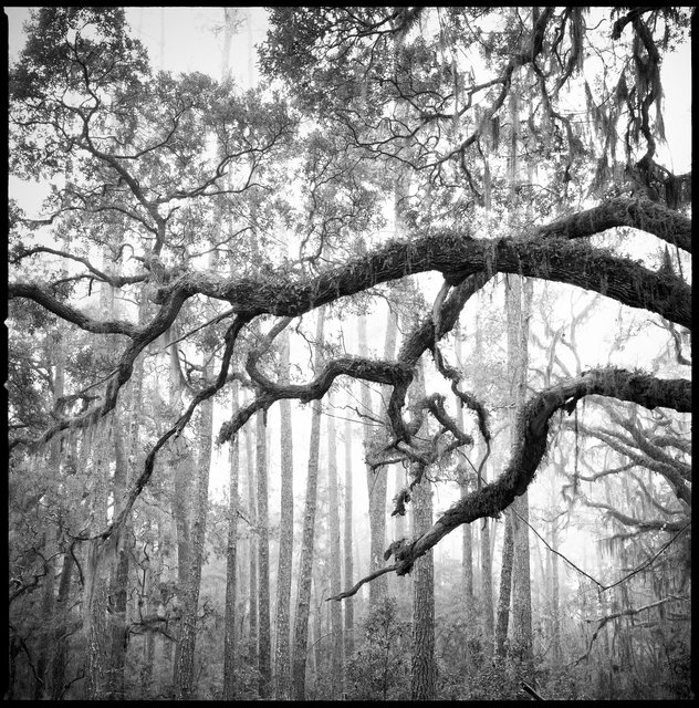 Live Oak & Longleaf Pines in Fog, Old River Trail