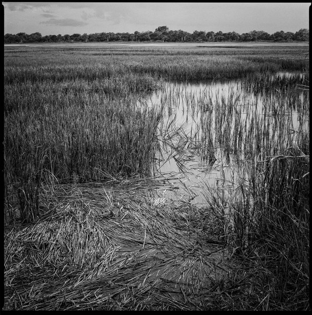 Marsh near Dungeness