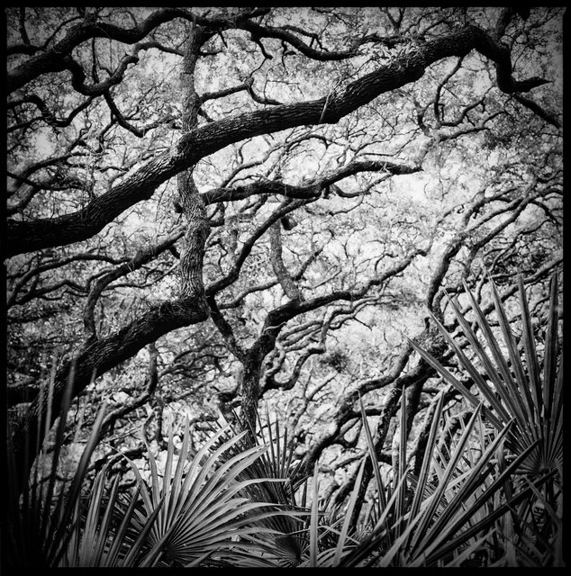 Palmettos & Live Oaks, Maritime Forest, North End