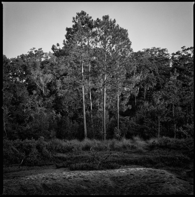 Longleaf Pines, South Cut Trail
