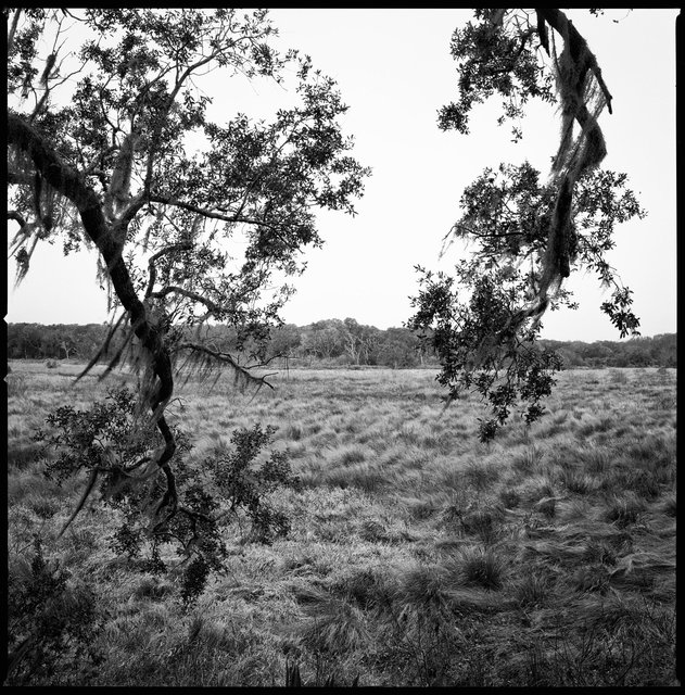 View Through Live Oaks to Lake Whitney Wetlands