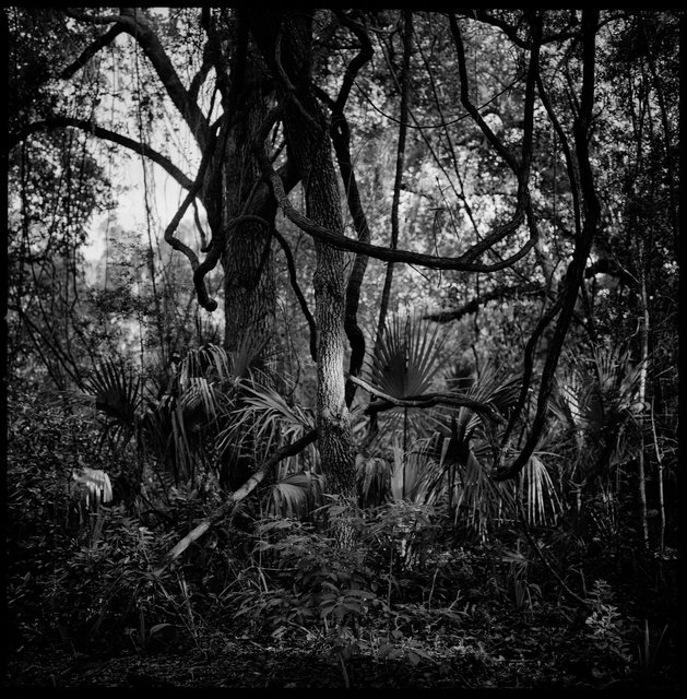 Maritime Forest at Little Greyfield