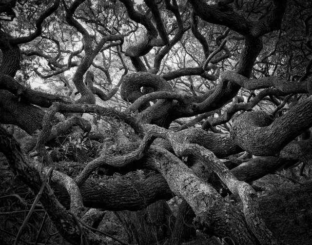 Live Oak, South Cut Trail