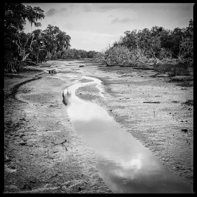White Branch Tidal Creek, Wilderness Area