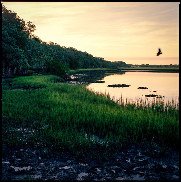 Black Vultures, Marsh near Dungeness at Dawn
