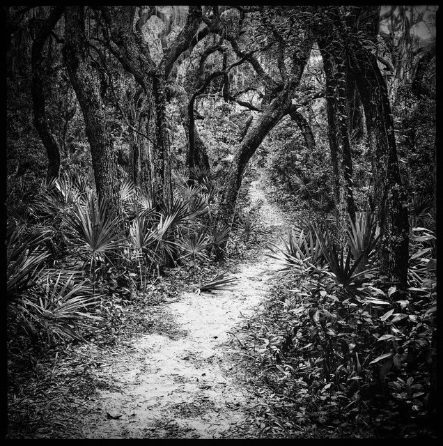 Transition from Maritime Forest to Secondary Dunes, Stafford Beach