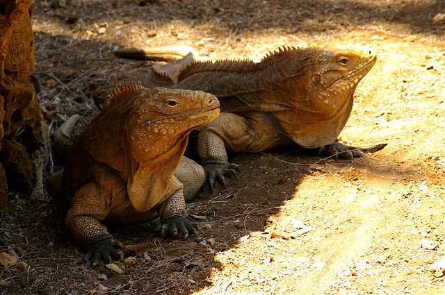 Barbados Wildlife Reserve (25) VB.JPG