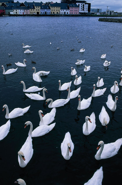 Cygnes du port de Galway,comté de Galway