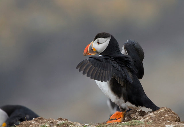 Puffin