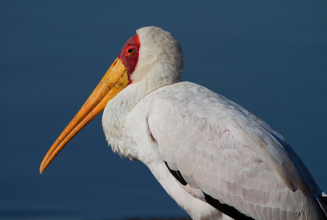 Yellow-billed Stork