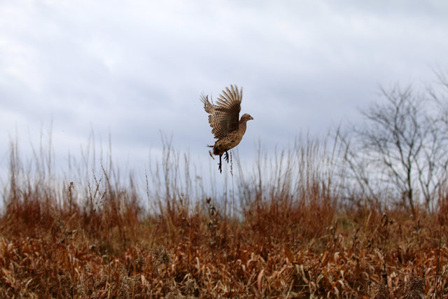 Female Ring-necked Pheasant