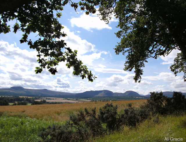 In the Distance by Alison Gracie