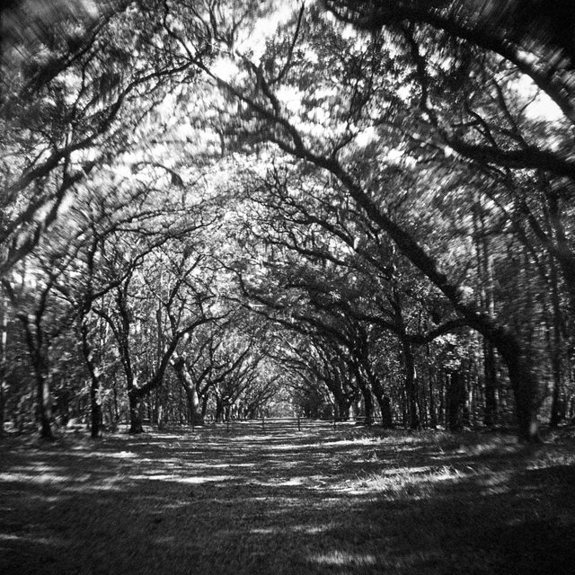 Wormsloe Plantation, outside Savannah, Georgia USA