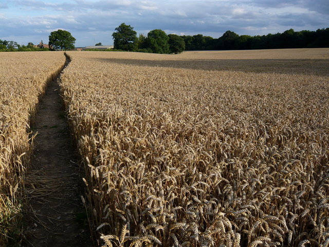 Path through cornfield near Hammonds Lane (3) VB.JPG