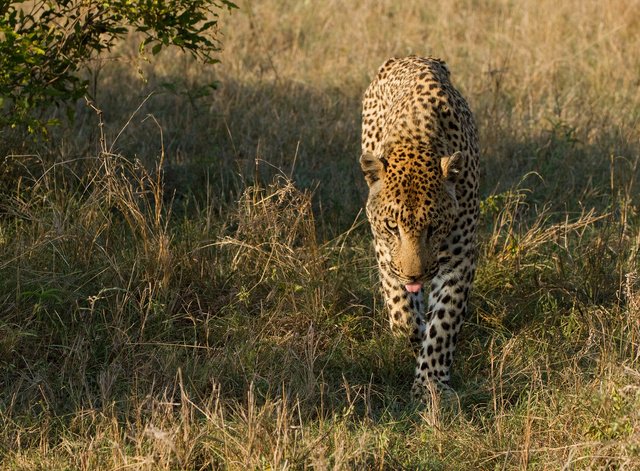Leopard