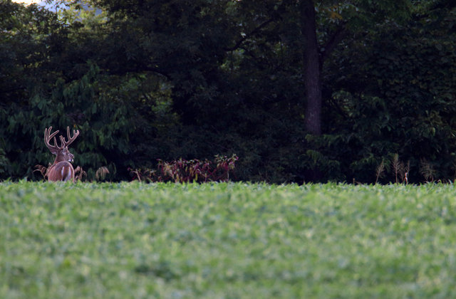 IMG_5540worked-small-Crop_.jpg