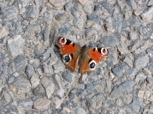 Sunbathing Peacock Butterfly by Alison Gracie