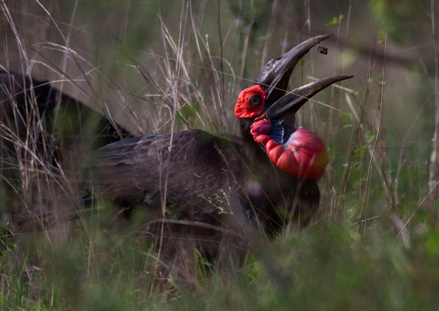 Southern Ground Hornbill