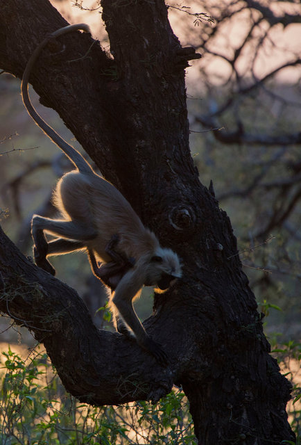 Langur Monkeys