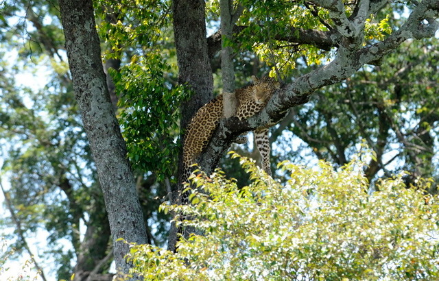 Tree Leopardess, Masai Mara