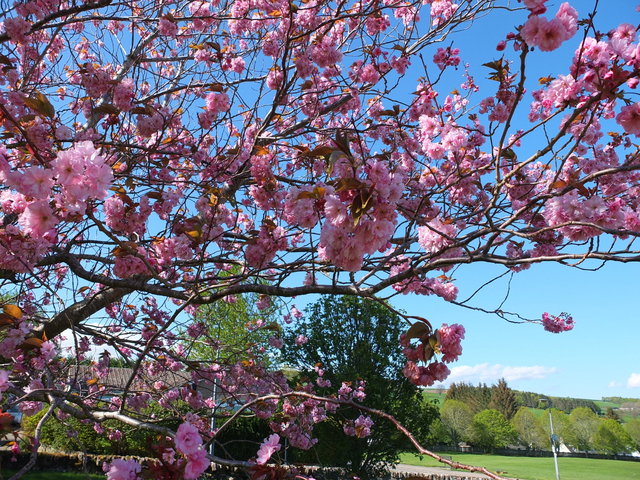 Pink Blossom 9 by Alison Gracie