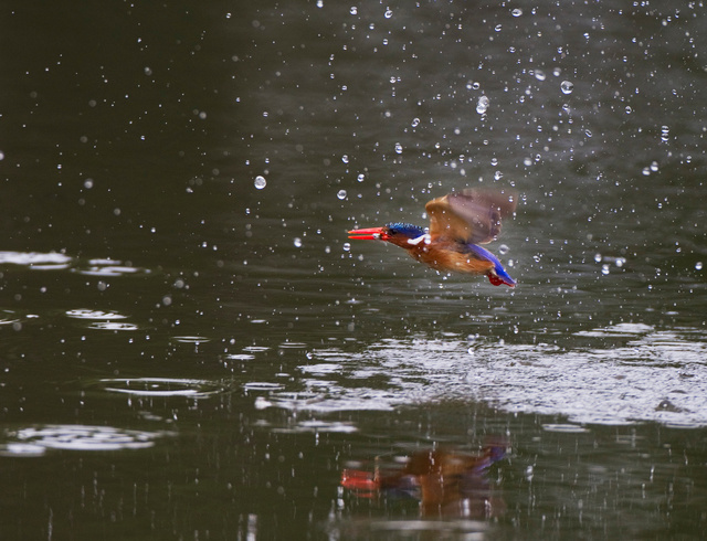Malachite kingfisher