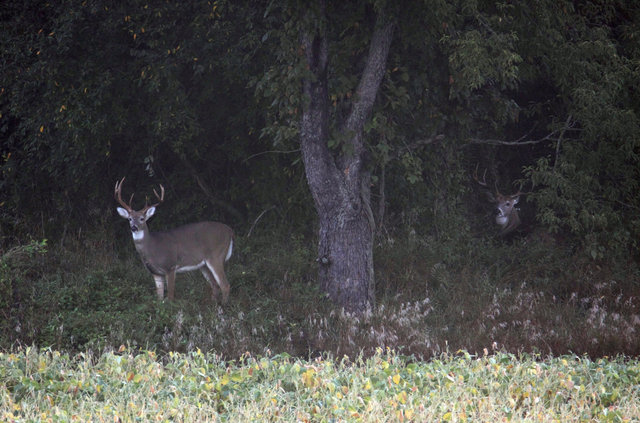 Two white-tailed deer, September, Ohio