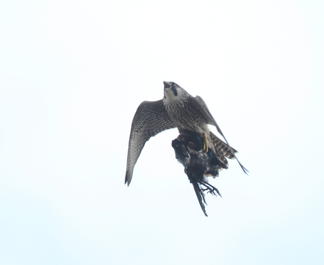 Peregrine Falcon with Magpie