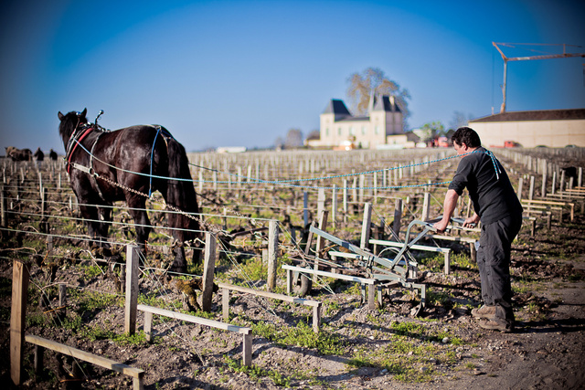 Margaux40 © Laurent Gazal.jpg