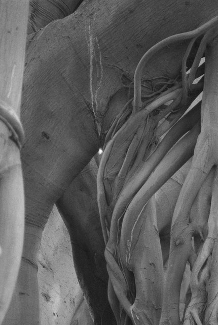 Ficus I