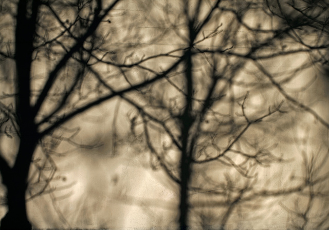 Tree Shadow2.jpg