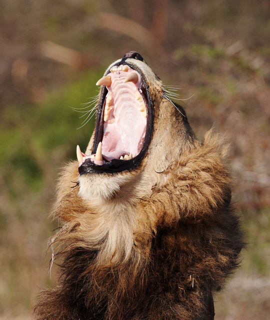 Lion