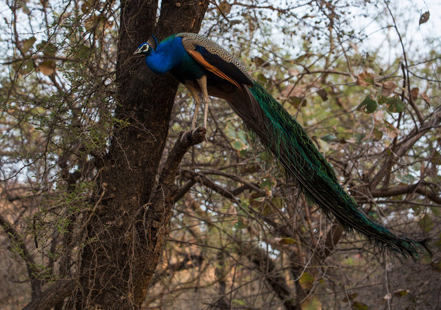Indian Peafowl