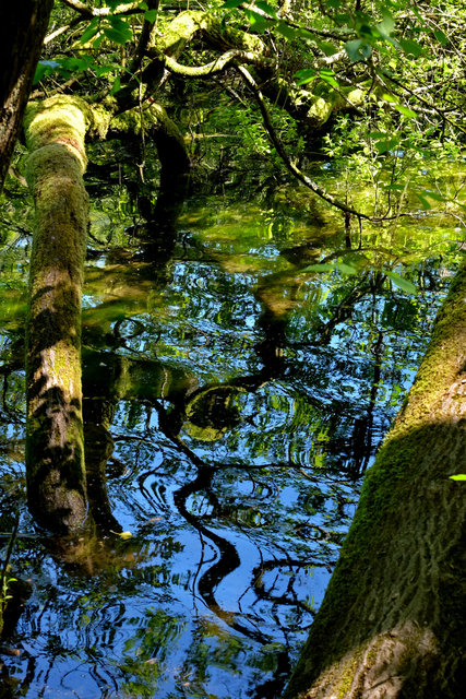 Swanbourne Lake Arundel (6) VB.jpg