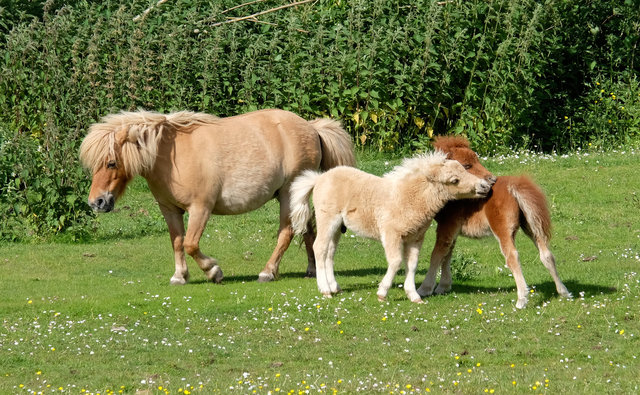 Shetland Ponies at Wheathampsted (4) VB.jpg