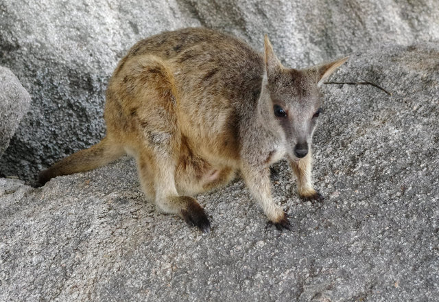 Rock Wallabies at Bremner Point (11) VB.jpg